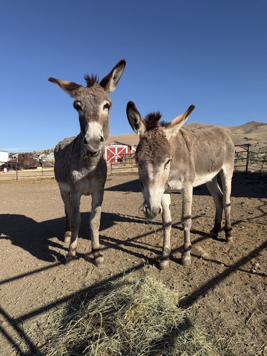 Bonded pair of Donkeys 