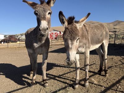 Bonded pair of Donkeys