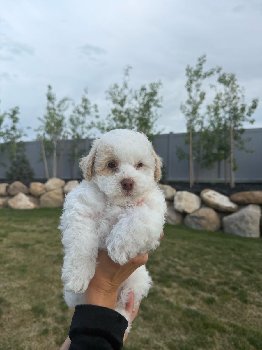 Beautiful Rare Poodle tiny toy and TOY