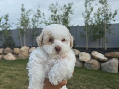 Beautiful Rare Poodle tiny toy and TOY