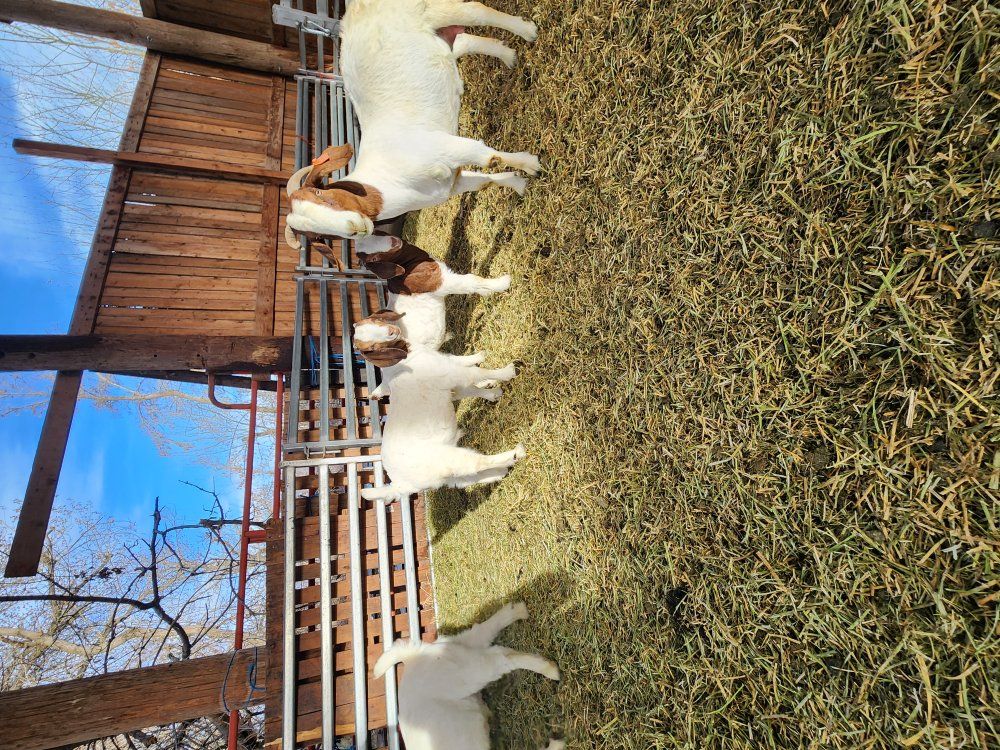 boer show goats (Wether bred genetics)