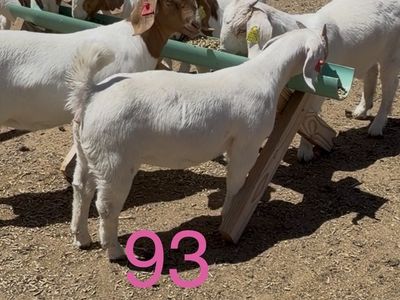 Safeword Son x Mancrush Daughter