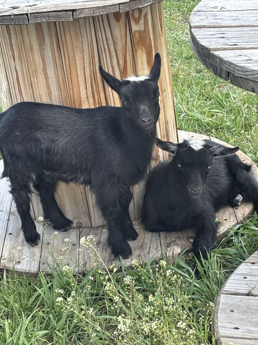 Goats for sale