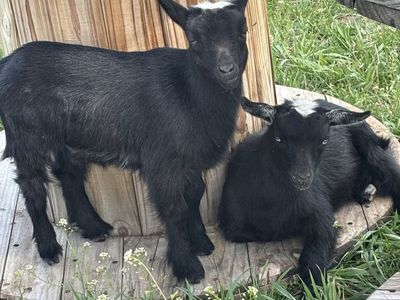 Goats for sale