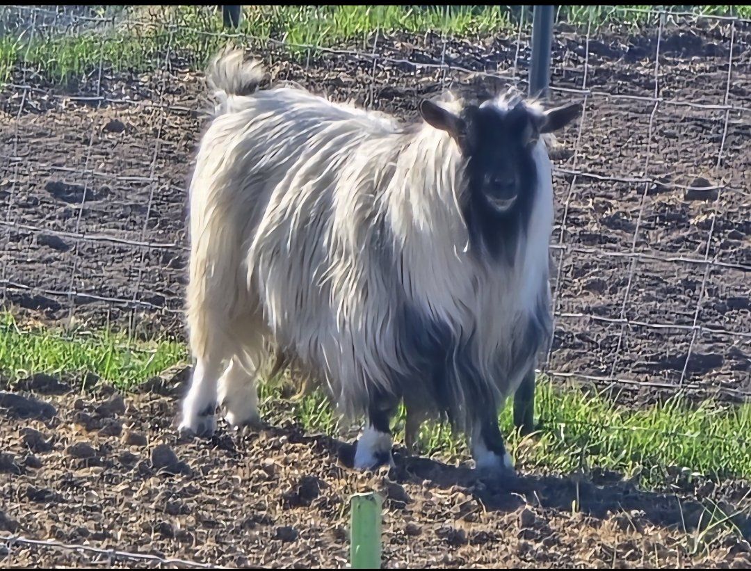 mini silky fainting buck