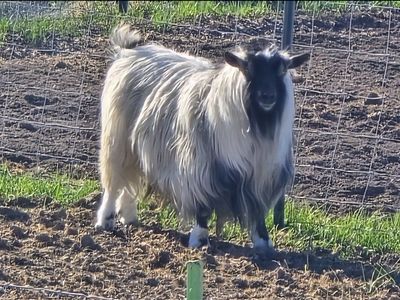 mini silky fainting buck