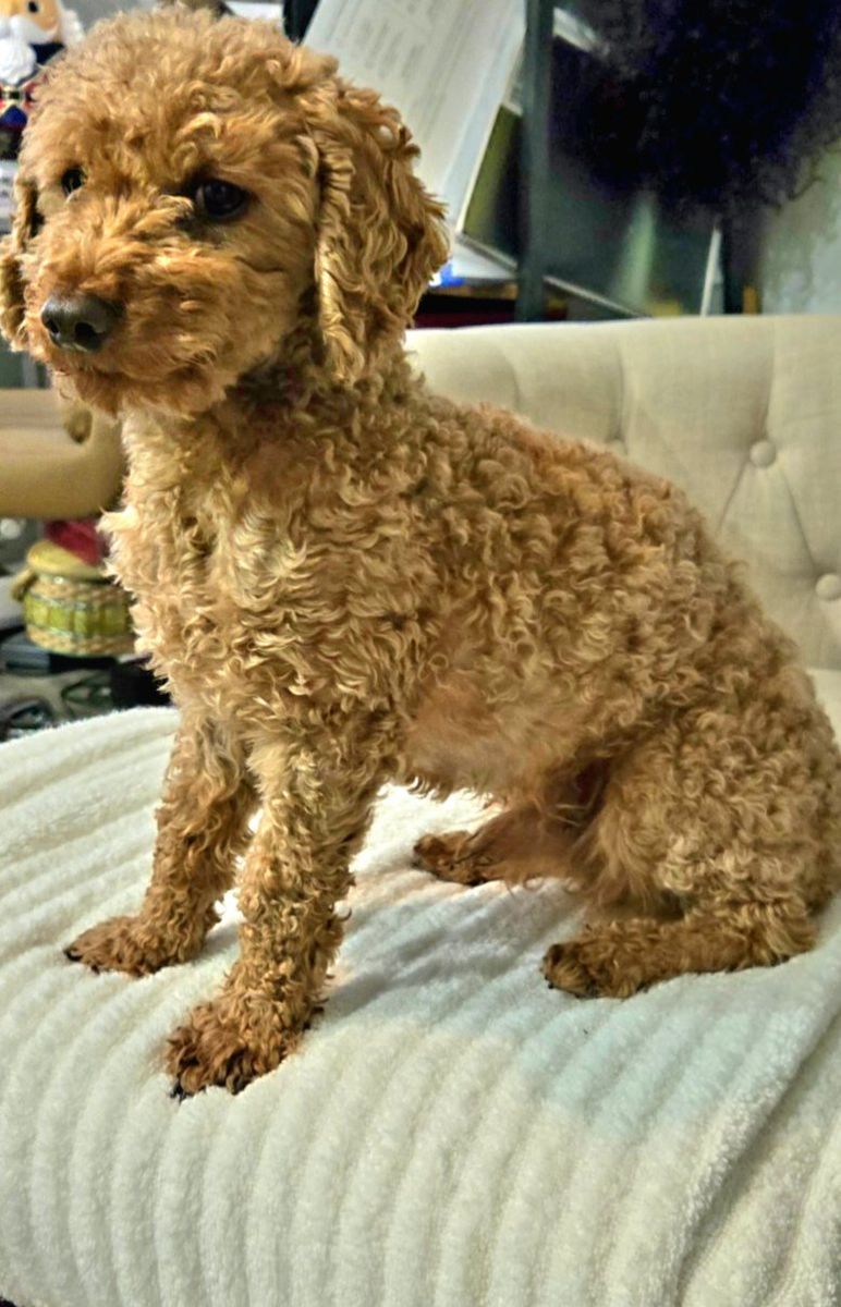 Toy poodle stud  5lbs