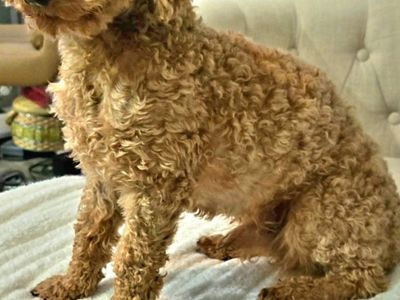 Toy poodle stud 5lbs
