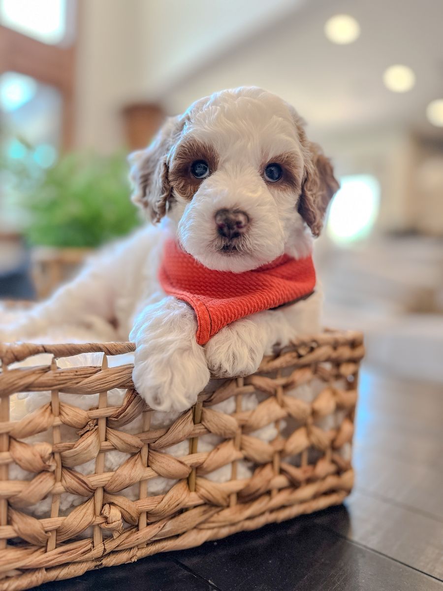 Toy Goldendoodle Puppy Ready 8/21!!! Health tested, OFA tested, socialized! Last one standing