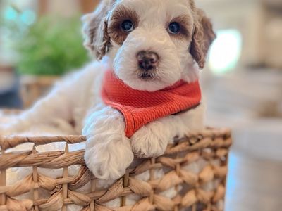 Toy Goldendoodle Puppy Ready 8/21!!! Health tested, OFA tested, socialized! Last one standing