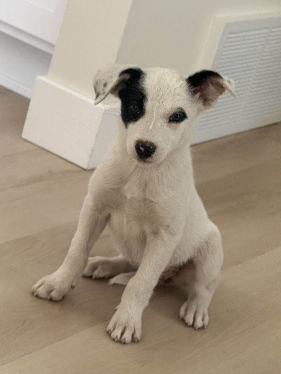 Border collie puppies