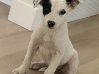 Border collie puppies