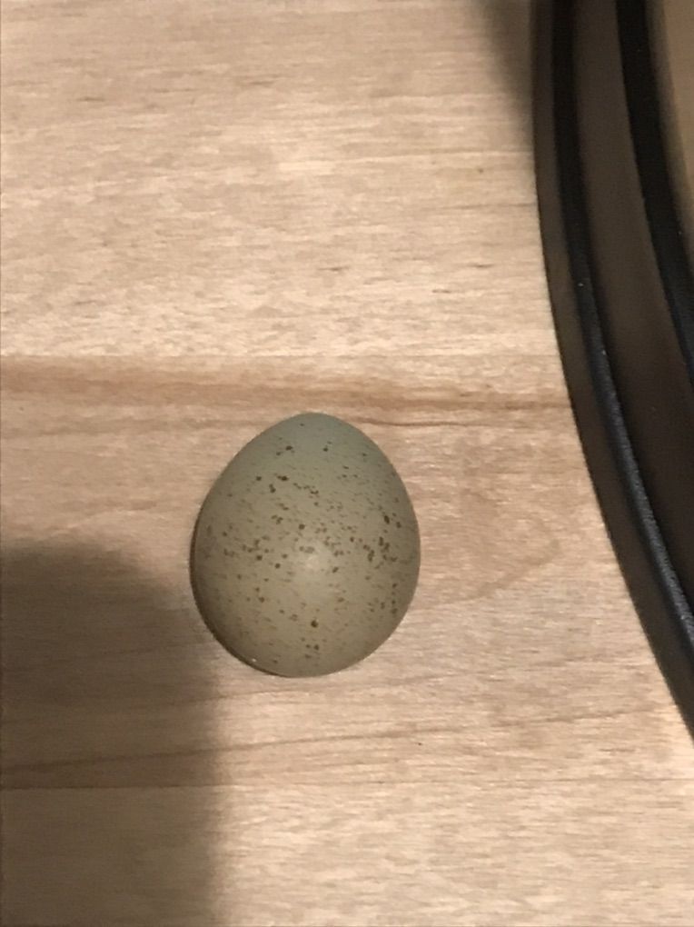 Button And Jumbo Cotturnix Quail Eggs For Sale