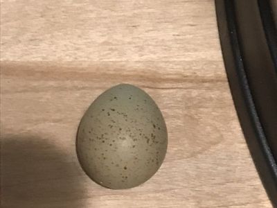Button And Jumbo Cotturnix Quail Eggs For Sale