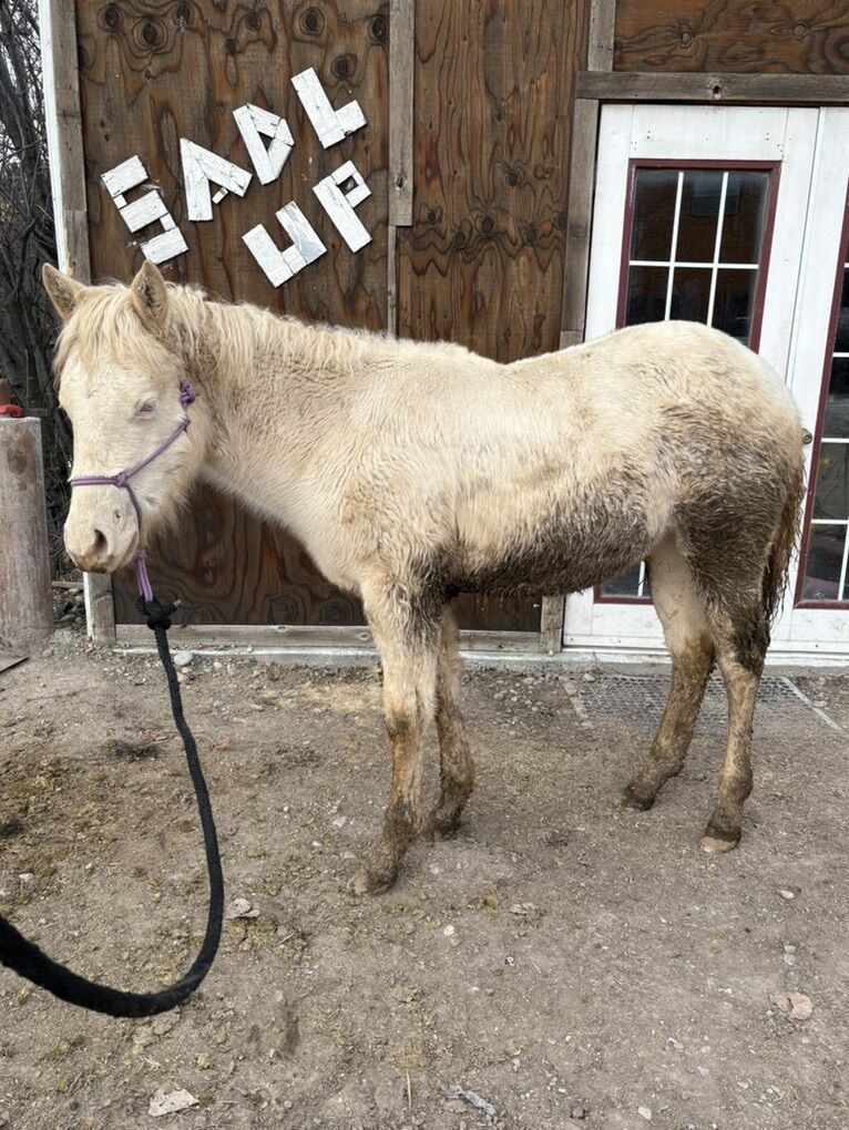 9 Month Old Aqha Cremelo Stud Colt