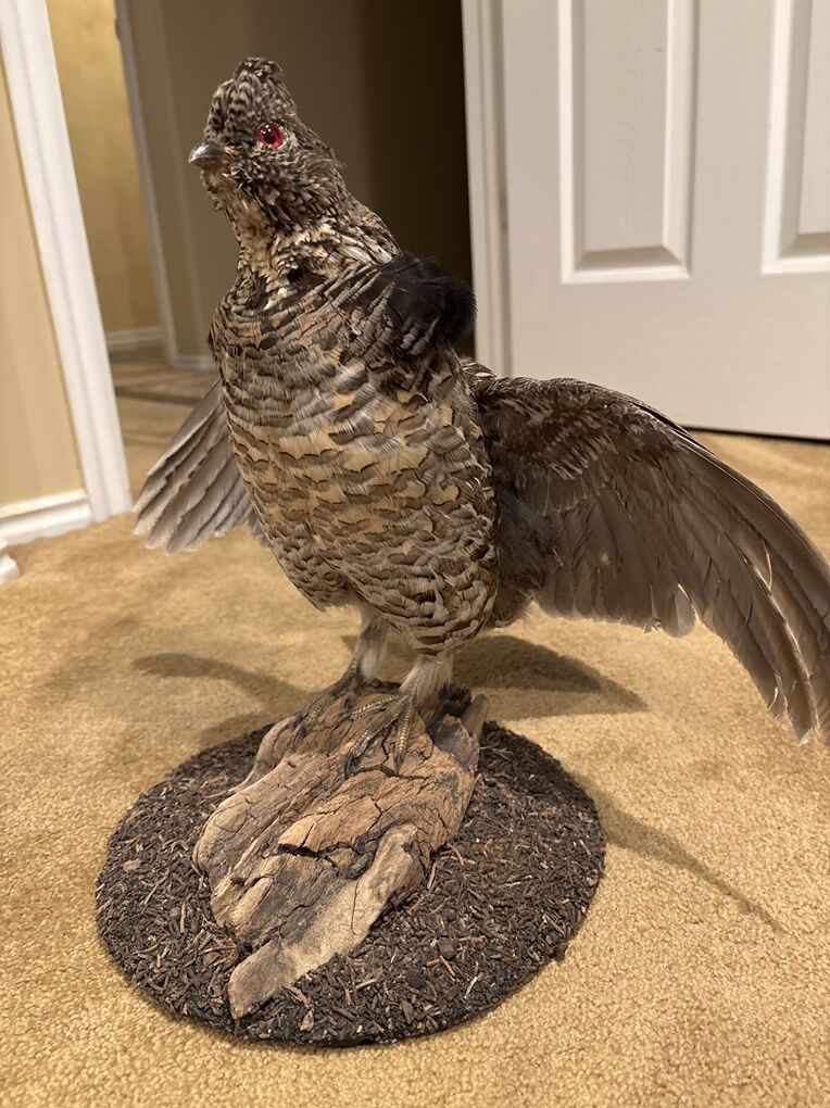 Ruffed Grouse