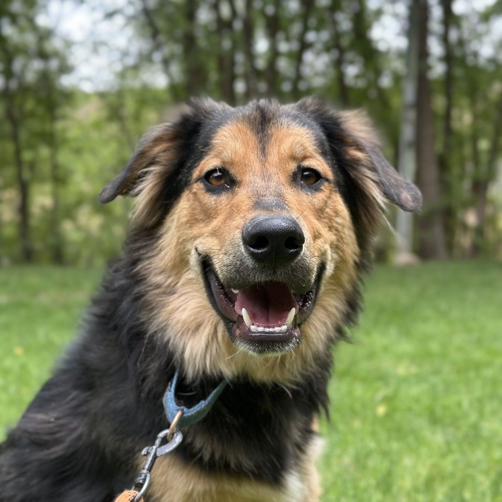 Hello my name is Bolt