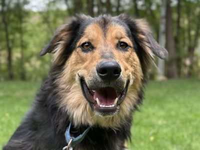 Hello my name is Bolt
