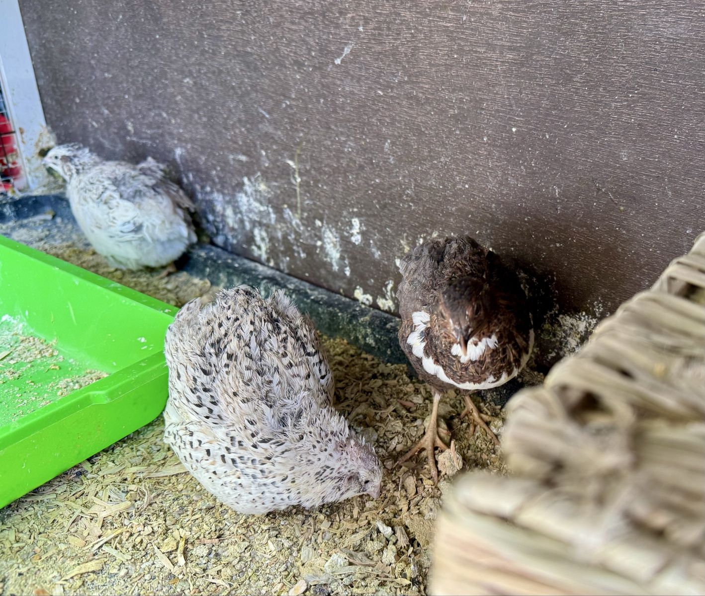 Quail with Setup