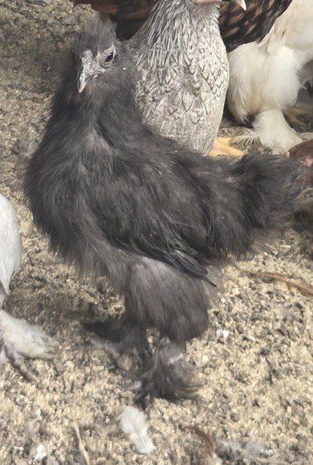 Black Silkies