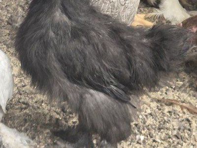 Black Silkies