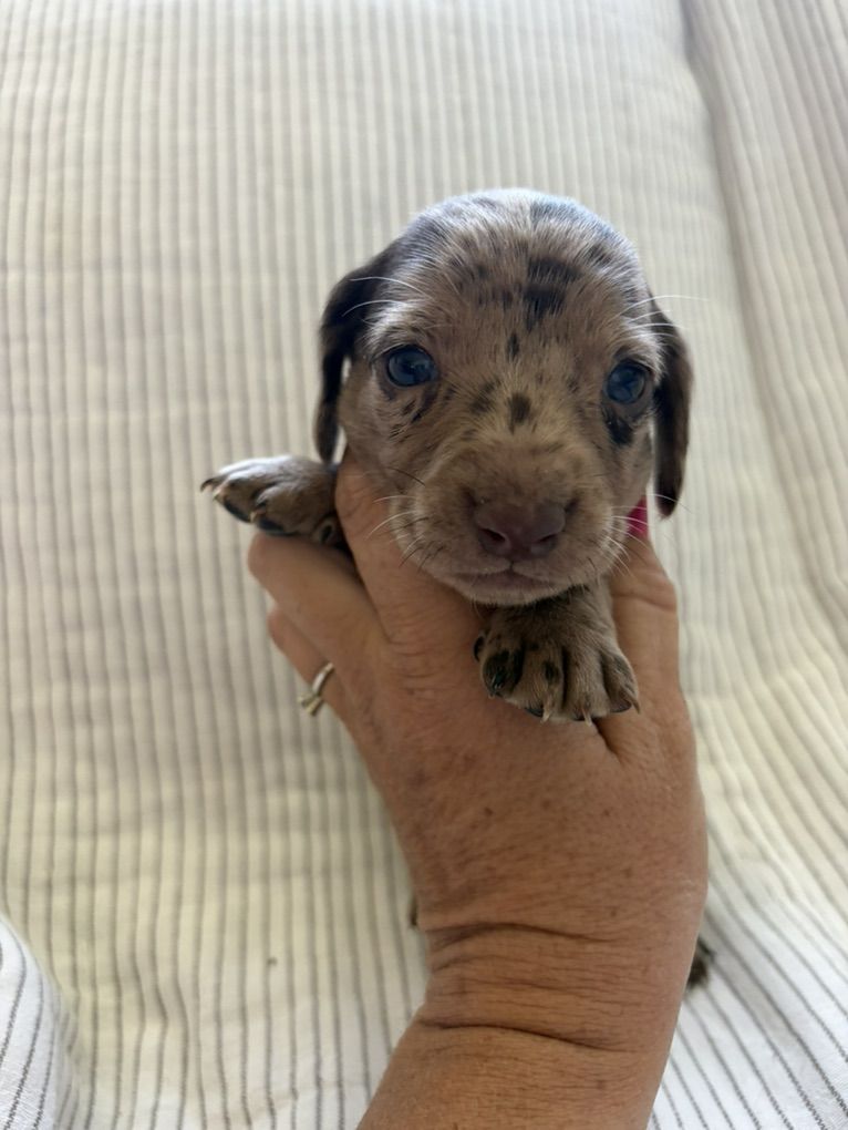 Mini dachshund puppies