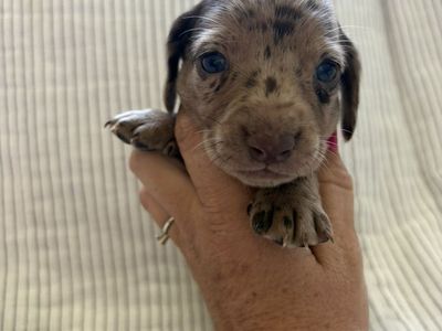 Mini dachshund puppies