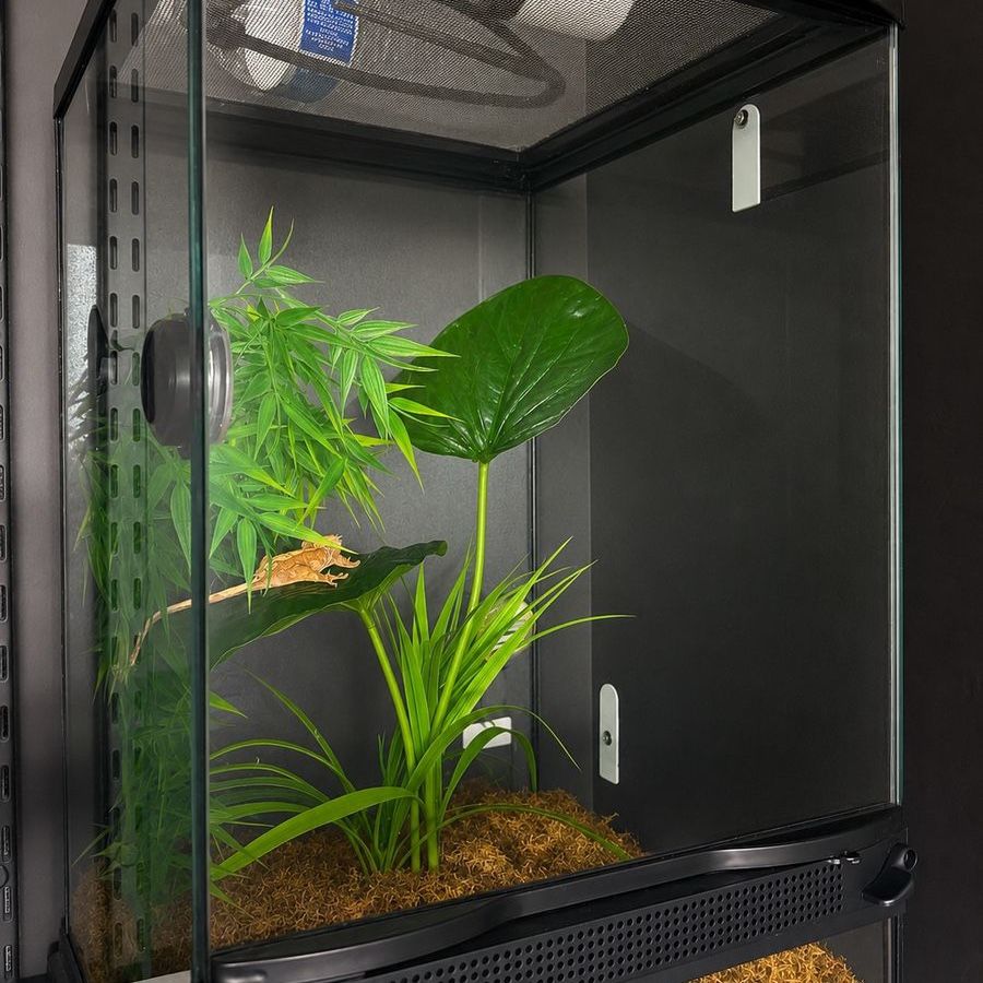 Crested gecko and tank