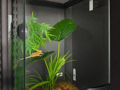 Crested gecko and tank