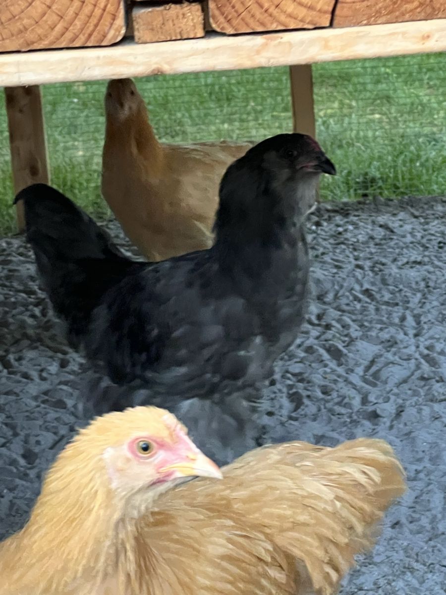 Olive Egger Rooster