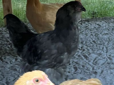 Olive Egger Rooster