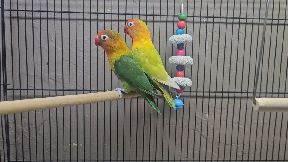 Lovebird Male & Female Pair