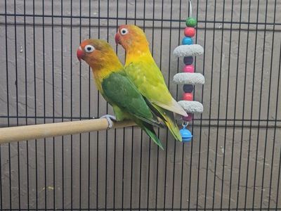 Lovebird Male & Female Pair