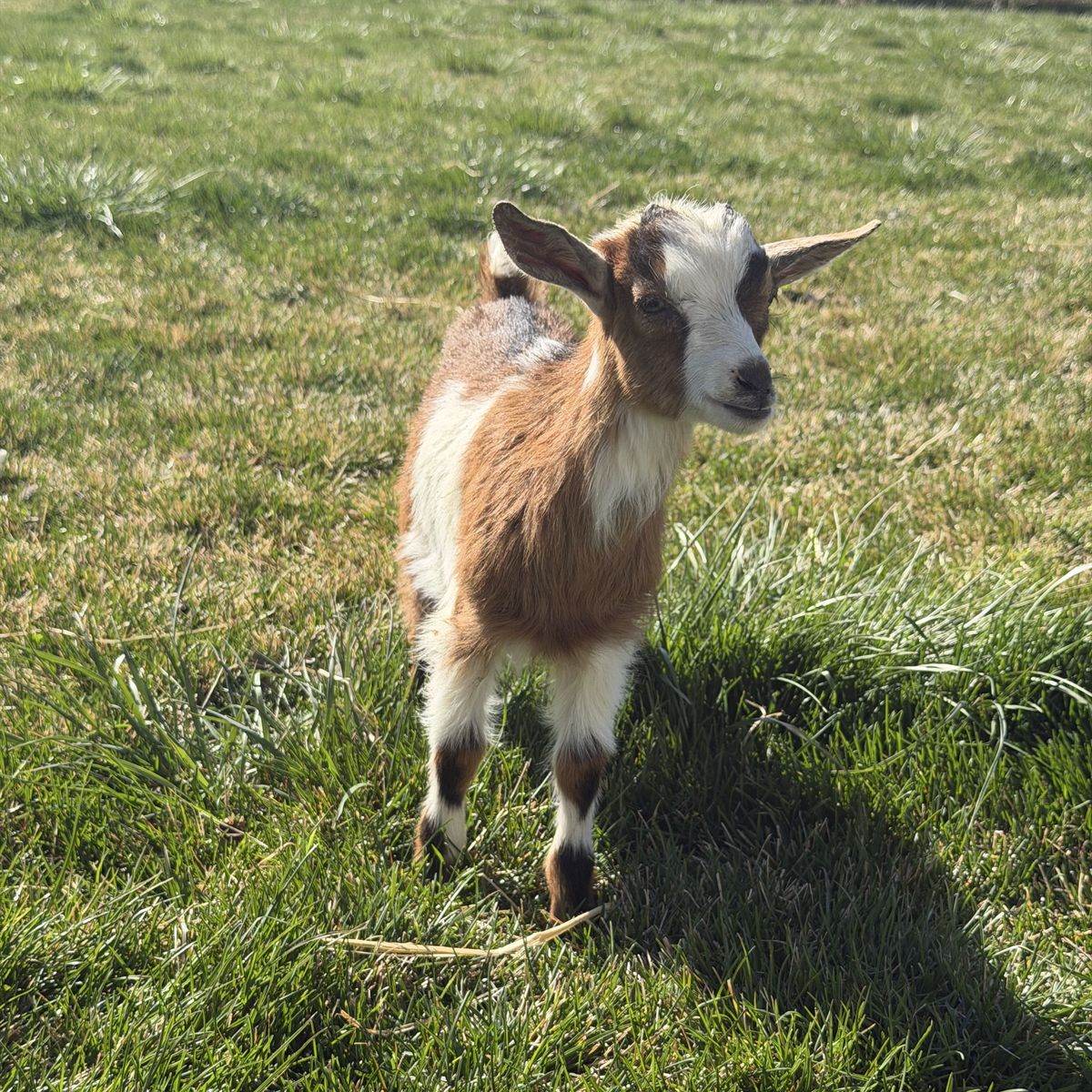 Buckling Bottle Baby