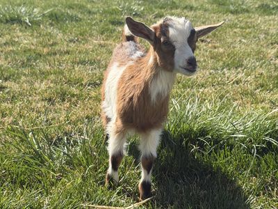 Buckling Bottle Baby