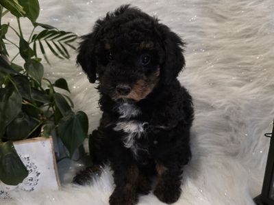 AKC Male Phantom Toy Poodle