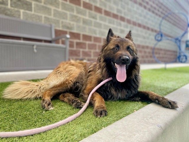 A162551 Griffin Available for Adoption!