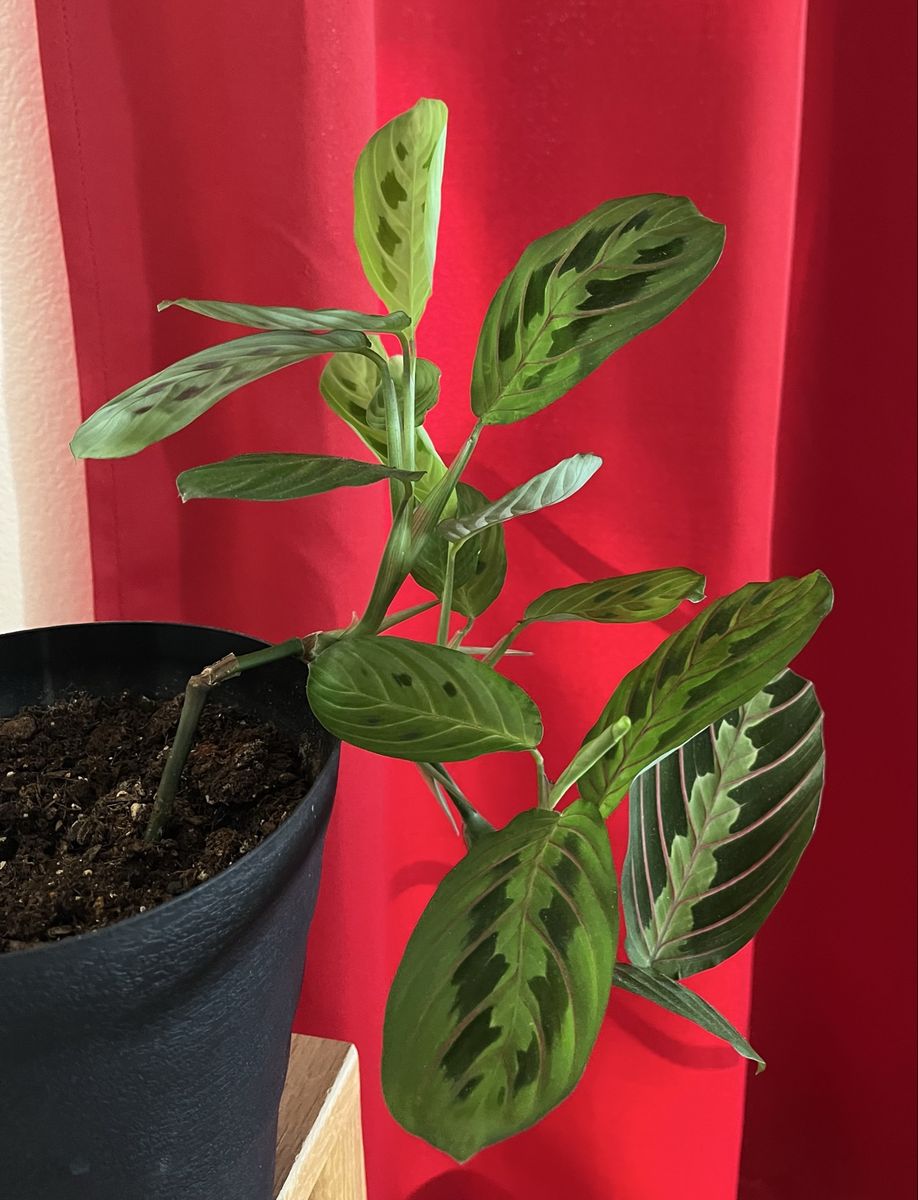 Easy Pet: Praying Hands/Angel plant.