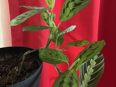 Easy Pet: Praying Hands/Angel plant.