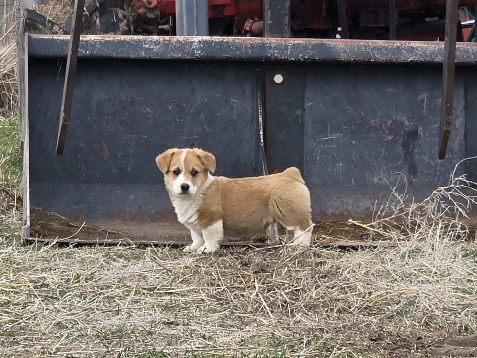 AKC Registered Pembroke Welsh Corgi Litter Announcement