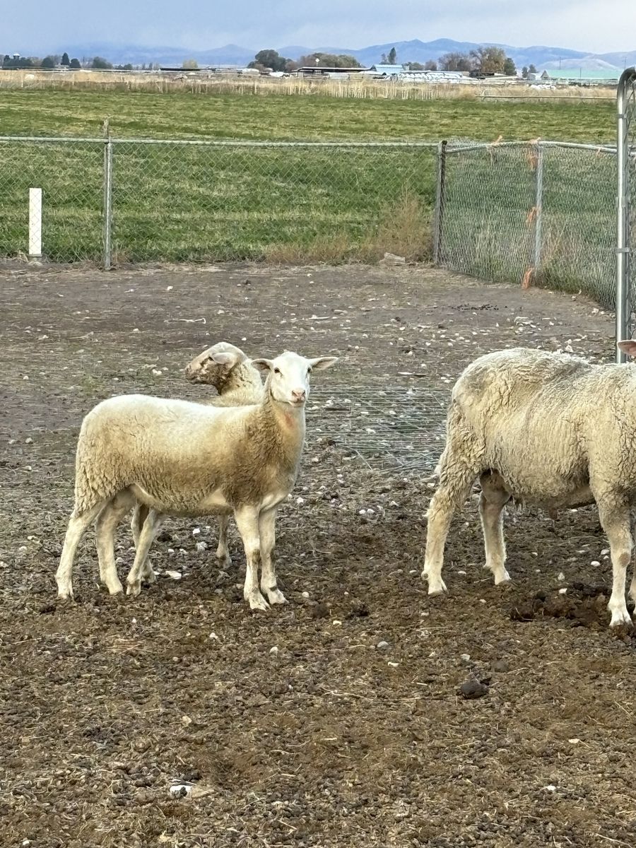 Dorper cross ewes
