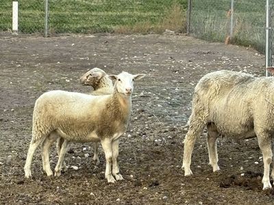 Dorper cross ewes