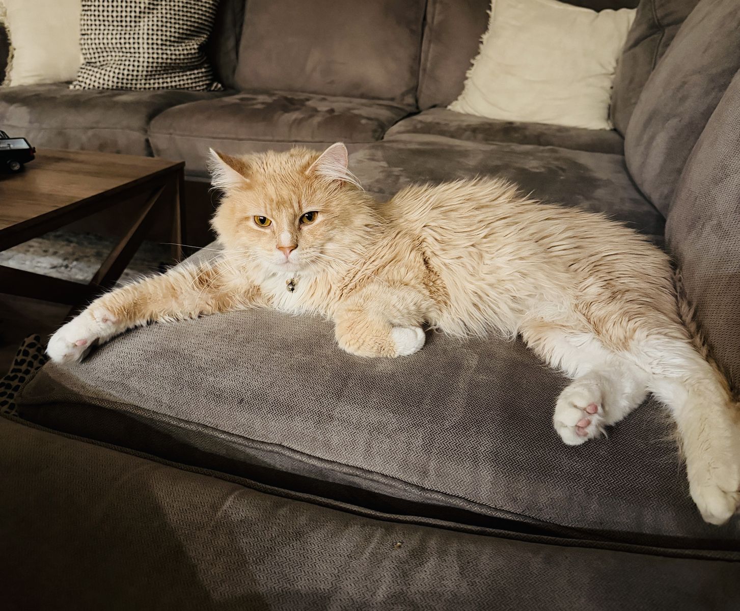 Male Kitty - **PENDING PICKUP**