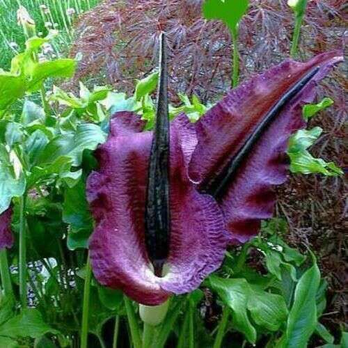 5/$35 Vodoo Lilies exotic plant for Utah
