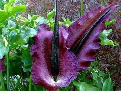 5/$35 Vodoo Lilies exotic plant for Utah