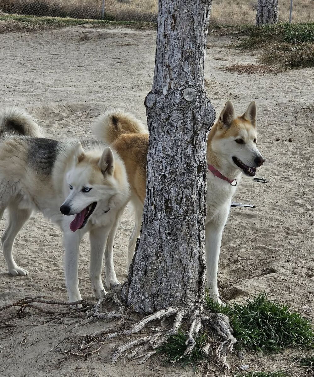 2 Huskies for adoption