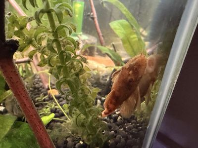 Plecos: Bristlenose
