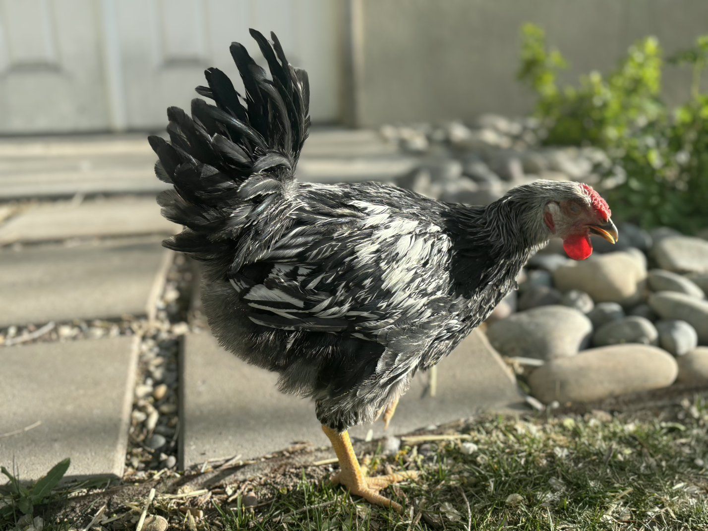 Rooster, Silver Laced Wyandotte Cockerel, 11 weeks