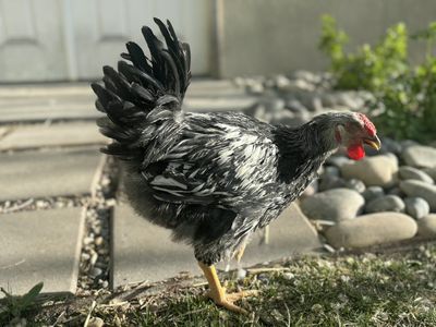 Rooster, Silver Laced Wyandotte Cockerel, 11 weeks