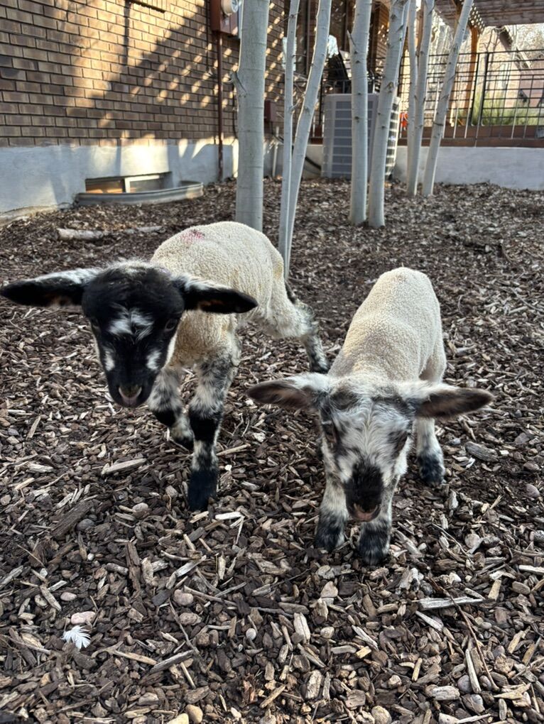 2 Week Bummer Bottle lambs